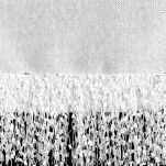 Obrus 140x180 JASPER biały wykończony wyrazistymi frędzlami z kolekcji Premium - 4