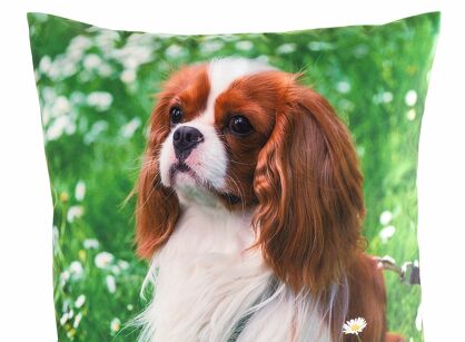 Poszewka welwetowa 45x45 ANIMAL 74 zdobiona nadrukiem pieska