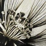 Pościel satynowa 140x200 SPRING 78 jasny beż brąz z wzorem roślinnym z kolekcji Classic - 4